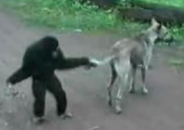 Curious George Is A Punk